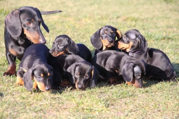 bassotto cuccioli   maschi e 2 femmine | Foto 1