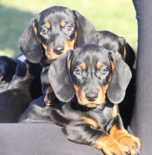 bassotto cuccioli   maschi e 2 femmine | Foto 0