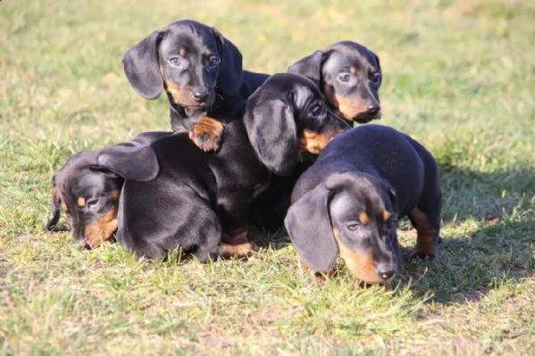 bassotto cuccioli   maschi e 2 femmine