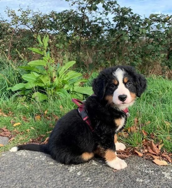 disponibili bellissimi cuccioli di bovaro del bernese | Foto 3