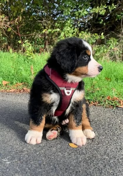 disponibili bellissimi cuccioli di bovaro del bernese | Foto 2