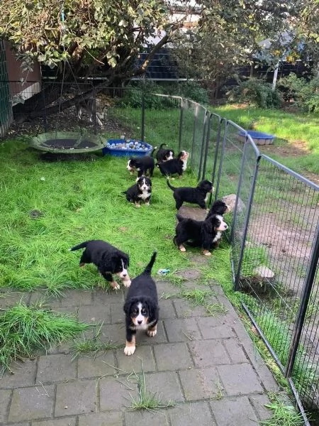 disponibili bellissimi cuccioli di bovaro del bernese | Foto 0