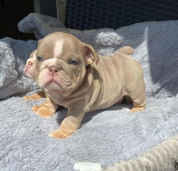 regalo bulldog inglese cuccioli con pedigree