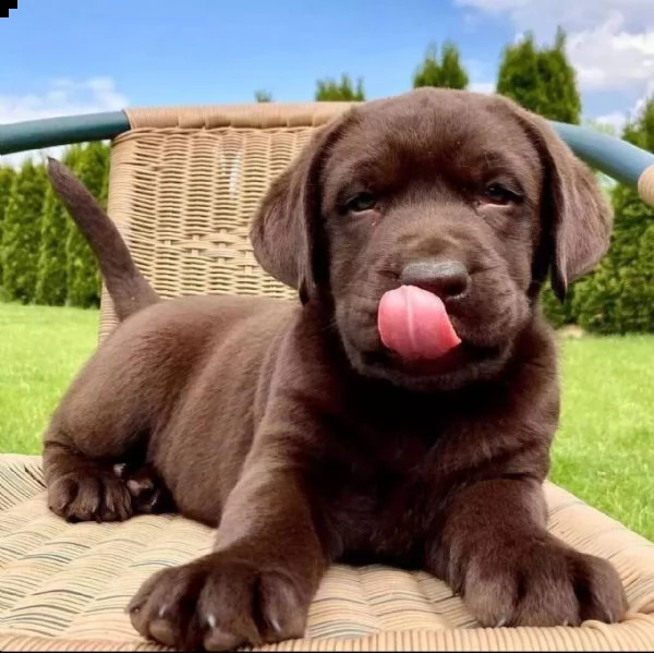 cuccioli di labrador