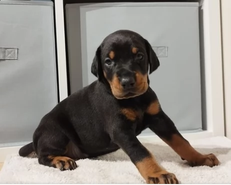 bella razza dobermann cuccioli