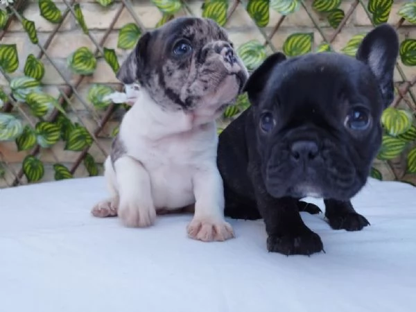 vendo cuccioli di bulldog francese  | Foto 3
