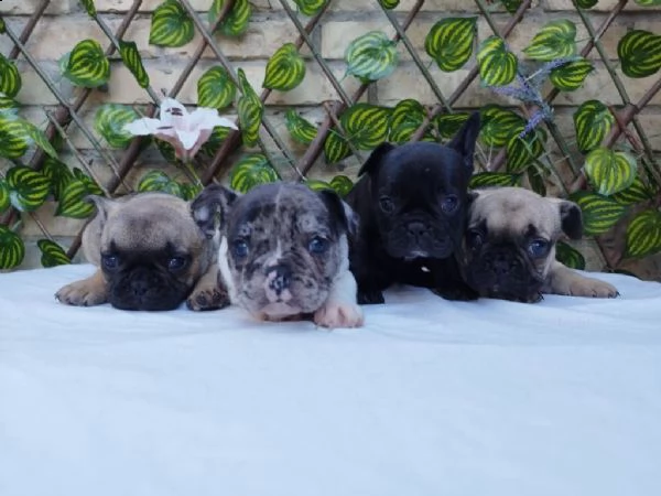vendo cuccioli di bulldog francese  | Foto 0