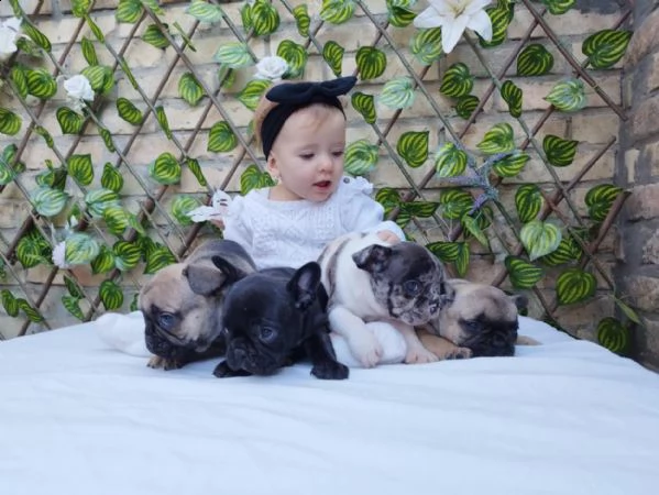 vendo cuccioli di bulldog francese 
