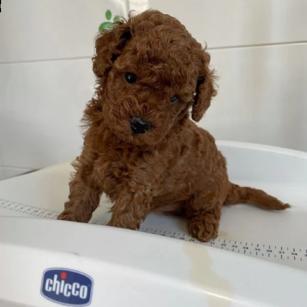 regalo dolce barboncino toy,, | Foto 0