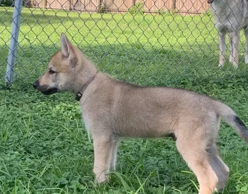 cuccioli cane lupo cecoslovacco di pure razza