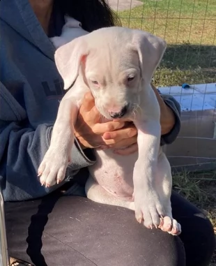 due cuccioli di dogo argentino