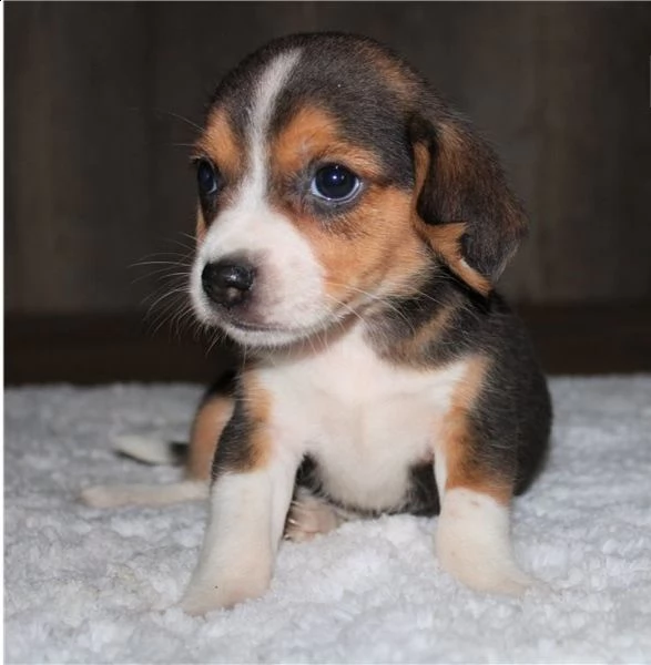 regalo beagle cuccioli meravigliosi ! 