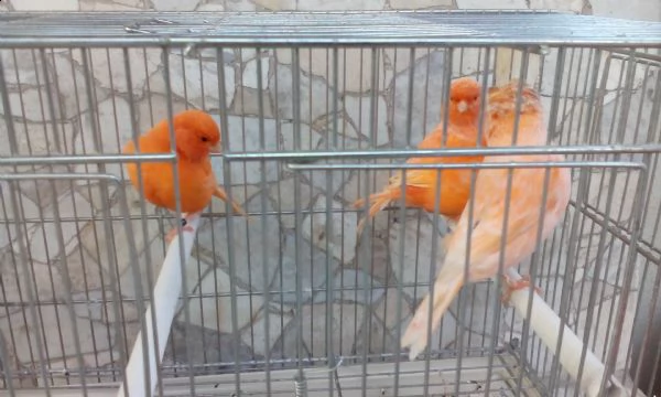 canarini arlecchino portoghese e stafford canary | Foto 1