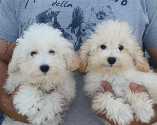  barboncini toy neri e marronee