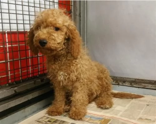  barboncini toy neri e marronewweer