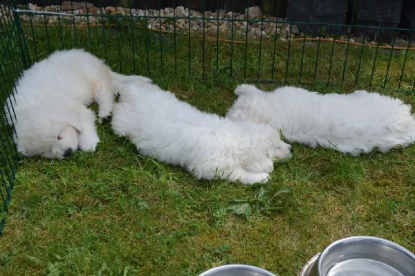 cucciole di pastore maremmano abruzzese | Foto 0
