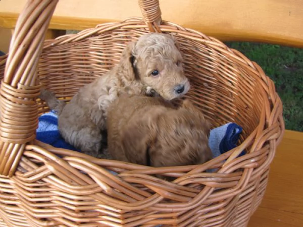 cuccioli di barboncino toy | Foto 6