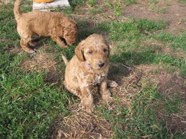 cuccioli di barboncino toy | Foto 5