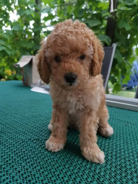 cuccioli di barboncino toy | Foto 4