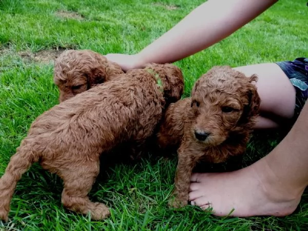 cuccioli di barboncino toy | Foto 2