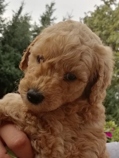 cuccioli di barboncino toy | Foto 1