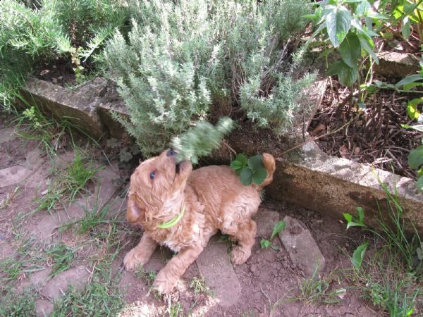 cuccioli di barboncino toy | Foto 0