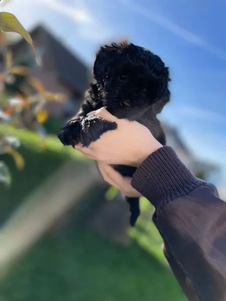 barboncino toy | Foto 4