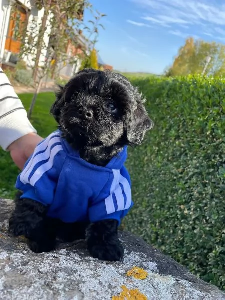 barboncino toy | Foto 3