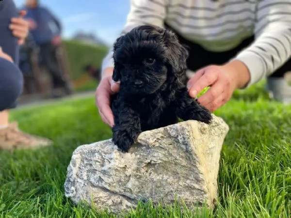 barboncino toy | Foto 2