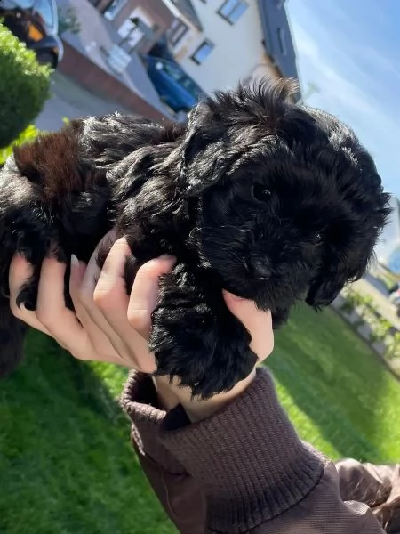 barboncino toy | Foto 1