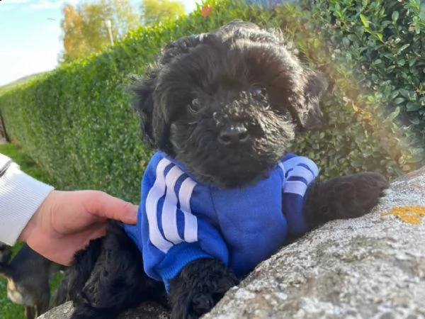 barboncino toy | Foto 0