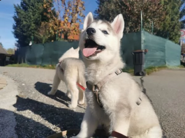 4 siberian husky occhi color ghiaccio stupendi | Foto 1