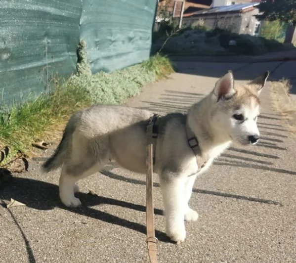 4 siberian husky occhi color ghiaccio stupendi | Foto 0