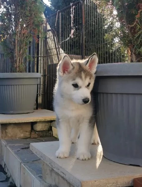 4 siberian husky occhi color ghiaccio stupendi