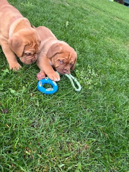 splendidi cuccioli di dogue de bordeaux | Foto 4