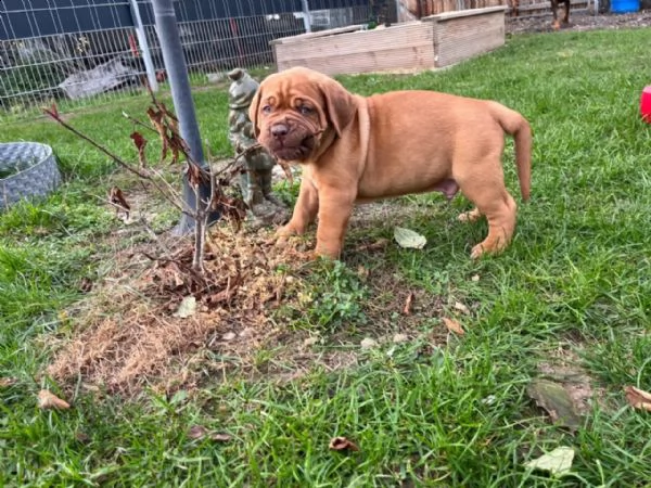 splendidi cuccioli di dogue de bordeaux | Foto 3
