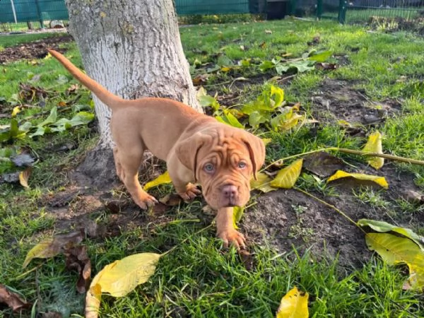 splendidi cuccioli di dogue de bordeaux | Foto 2
