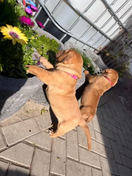 splendidi cuccioli di dogue de bordeaux | Foto 1