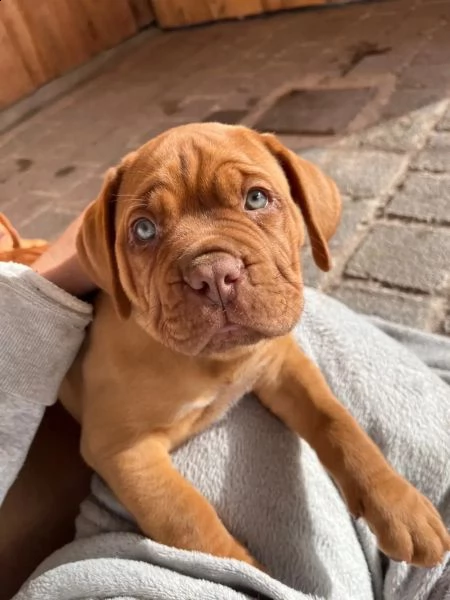 splendidi cuccioli di dogue de bordeaux | Foto 0