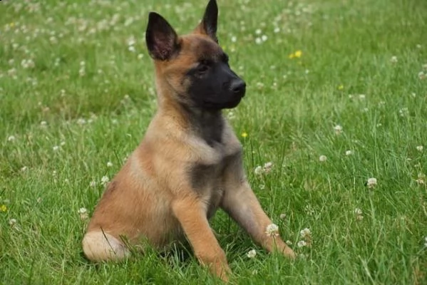 cuccioli pastore belga malinois maschio e femmina | Foto 5