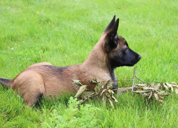 cuccioli pastore belga malinois maschio e femmina | Foto 3
