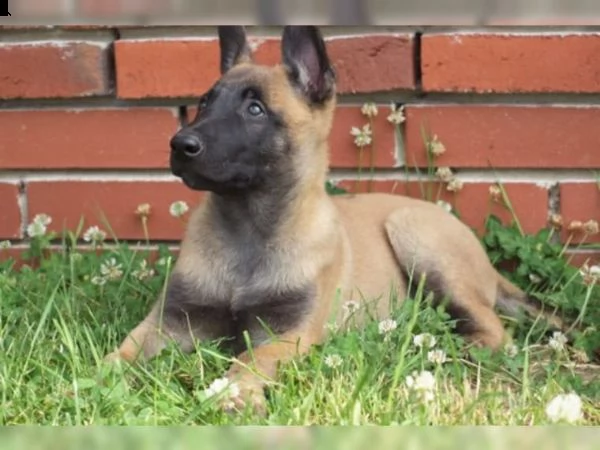 cuccioli pastore belga malinois maschio e femmina | Foto 2