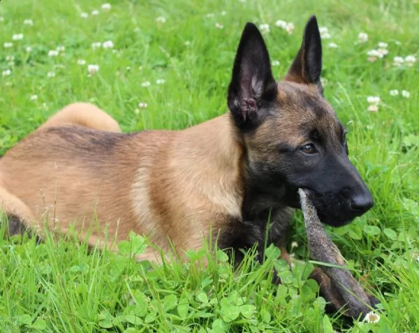 cuccioli pastore belga malinois maschio e femmina