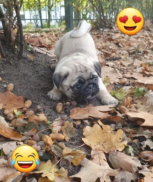 stupendi cuccioli carlino con pedigree | Foto 2