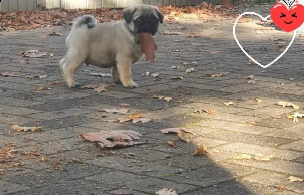 stupendi cuccioli carlino con pedigree | Foto 1