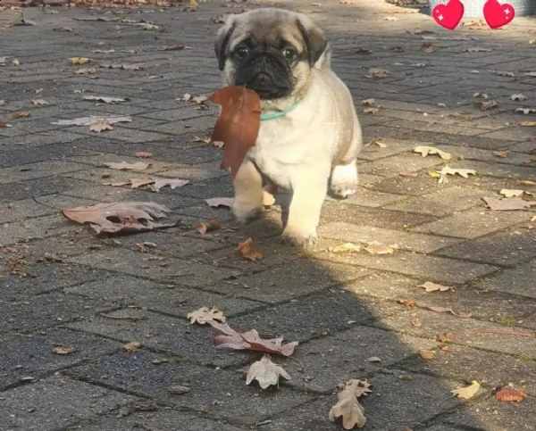 stupendi cuccioli carlino con pedigree | Foto 0