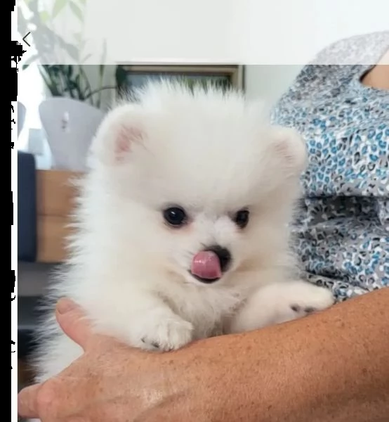 cuccioli piccola volpino pomerania | Foto 6