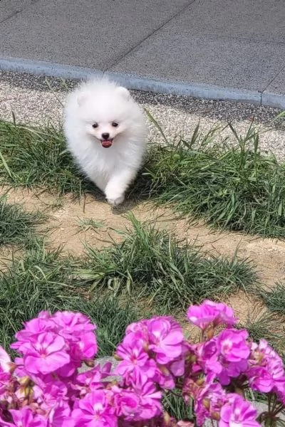 cuccioli piccola volpino pomerania | Foto 4