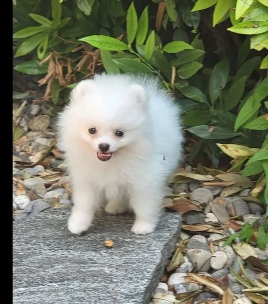 cuccioli piccola volpino pomerania | Foto 3