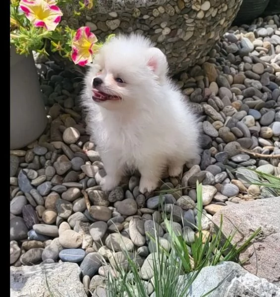 cuccioli piccola volpino pomerania | Foto 0